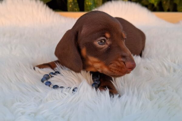 Davy Miniature Dachshund Davy Miniature Dachshund