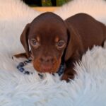 Davy-male-miniature-dachsund-puppy-for-sale- (5)