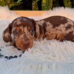 Dax-male-mniniature-dachsund-puppy-for-sale- (1)