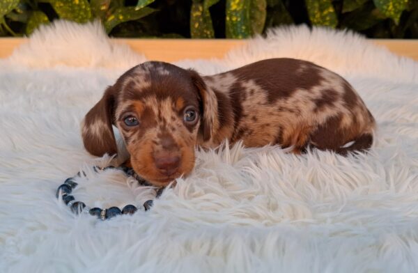 Dax Miniature Dachshund Dax Miniature Dachshund