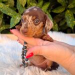 Dax-male-mniniature-dachsund-puppy-for-sale- (2)