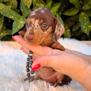 Dax Miniature Dachshund