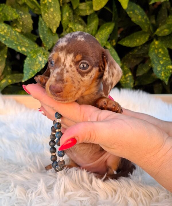 Dax Miniature Dachshund Dax Miniature Dachshund