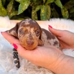 Dax-male-mniniature-dachsund-puppy-for-sale- (3)