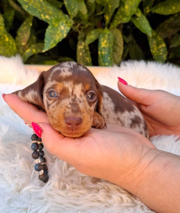 Dax Miniature Dachshund Dax Miniature Dachshund