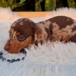 Dax-male-mniniature-dachsund-puppy-for-sale- (4)