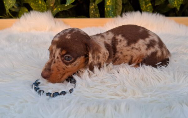 Dax Miniature Dachshund Dax Miniature Dachshund