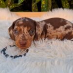 Dax-male-mniniature-dachsund-puppy-for-sale- (5)