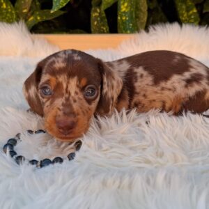 Dax Miniature Dachshund