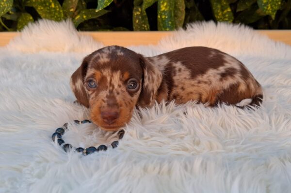 Dax Miniature Dachshund Dax Miniature Dachshund