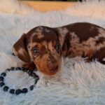 Dax-male-mniniature-dachsund-puppy-for-sale- (6)