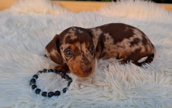 Dax Miniature Dachshund Dax Miniature Dachshund