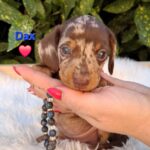 Dax-male-mniniature-dachsund-puppy-for-sale- (7)