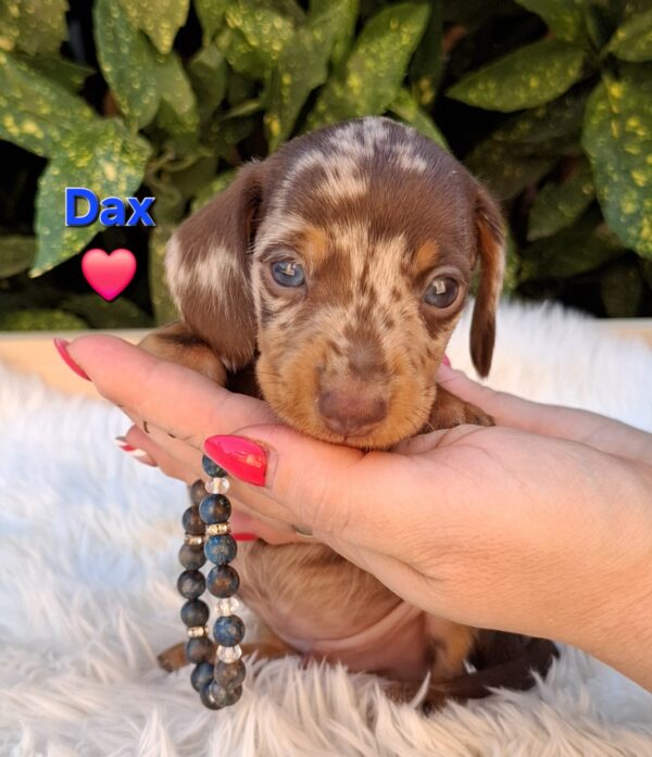 Dax Miniature Dachshund Dax Miniature Dachshund