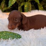 Dexter-male-miniature-dachshund-puppy-for-sale- (1)