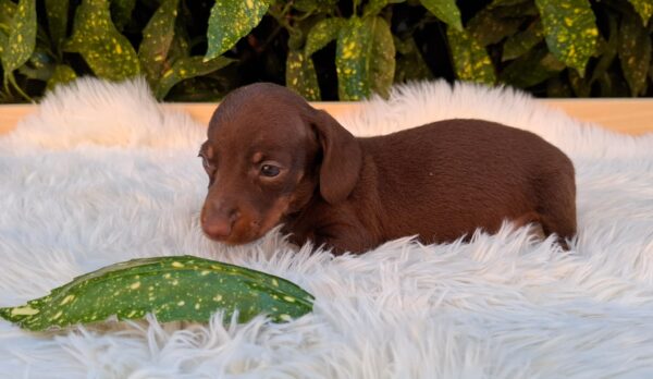 Dexter Miniature Dachshund