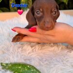 Dexter-male-miniature-dachshund-puppy-for-sale- (2)