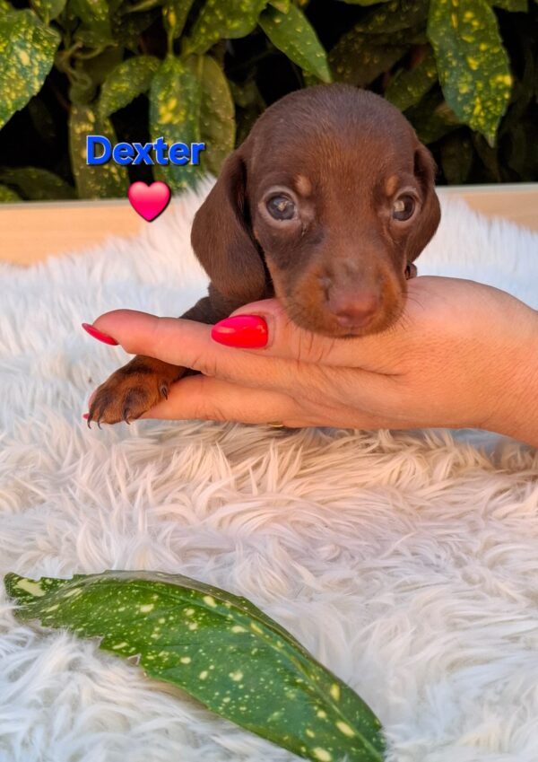 Dexter Miniature Dachshund
