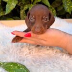 Dexter-male-miniature-dachshund-puppy-for-sale- (3)