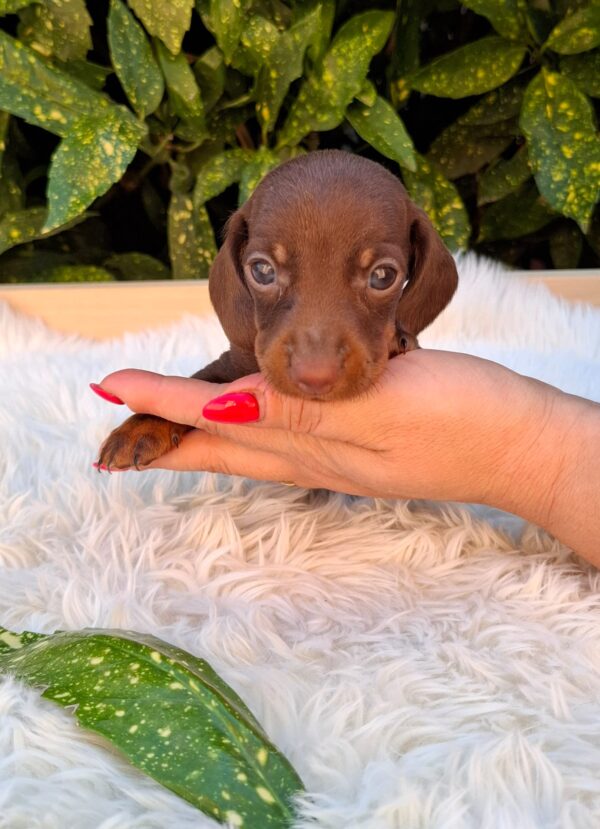 Dexter Miniature Dachshund