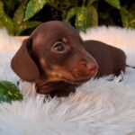 Dexter-male-miniature-dachshund-puppy-for-sale- (4)