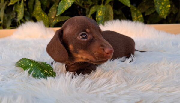 Dexter Miniature Dachshund