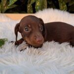 Dexter-male-miniature-dachshund-puppy-for-sale- (5)