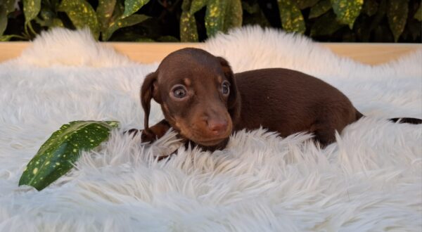 Dexter Miniature Dachshund
