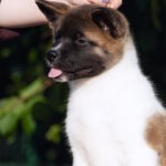 Ditta-female-American-Akita-puppy-for-sale-1 (1)
