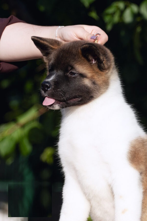 Ditta American Akita Ditta American Akita