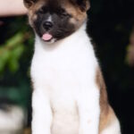 Ditta-female-American-Akita-puppy-for-sale-1 (2)