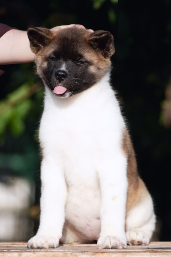 Ditta American Akita Ditta American Akita