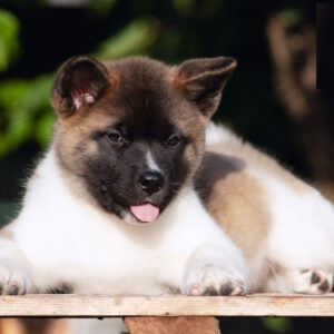 Ditta American Akita