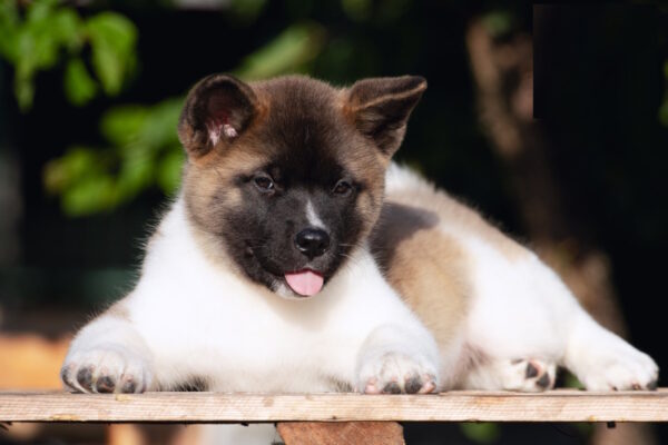 Ditta American Akita Ditta American Akita