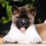 Ditta-female-American-Akita-puppy-for-sale-1 (4)
