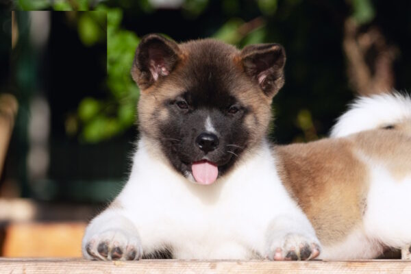 Ditta American Akita Ditta American Akita