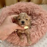 Dixon-male-Maltipoo-puppy-for sale-1