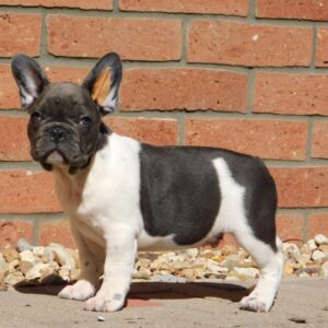 Dixon French Bulldog