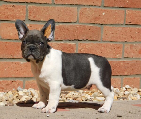 Dixon French Bulldog