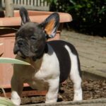 Dixon-male-french-bulldog-puppy-for-sale- (2)