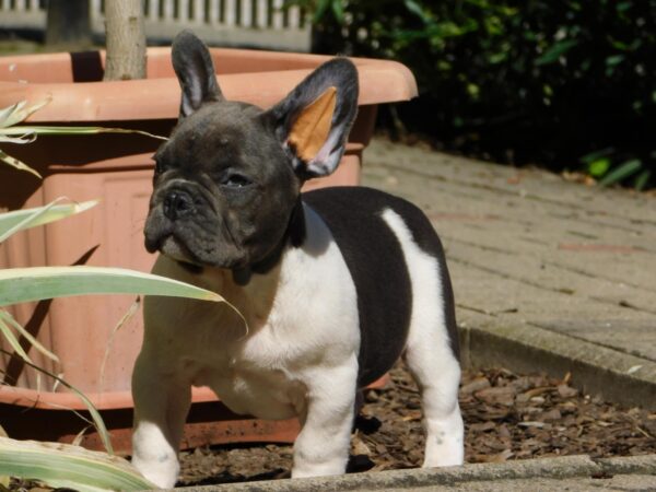 Dixon French Bulldog