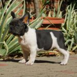 Dixon-male-french-bulldog-puppy-for-sale- (3)