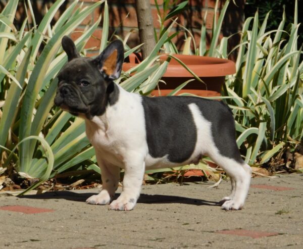 Dixon French Bulldog