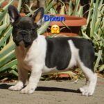 Dixon-male-french-bulldog-puppy-for-sale- (4)