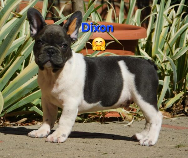 Dixon French Bulldog