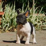 Dixon-male-french-bulldog-puppy-for-sale- (5)