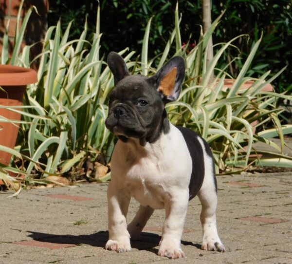 Dixon French Bulldog