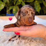 Dax Miniature Dachshund