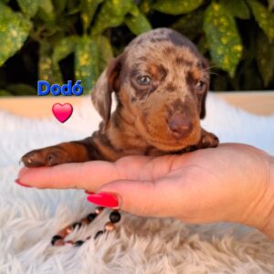 Dodo Miniature Dachshund
