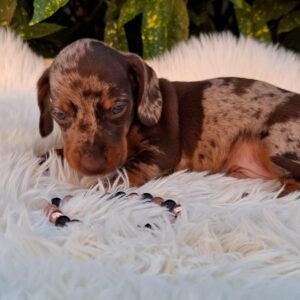 Dodo Miniature Dachshund